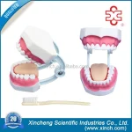 Dental Demonstration Manikin Models PVC Teeth Care Model with Brush Xincheng Brand