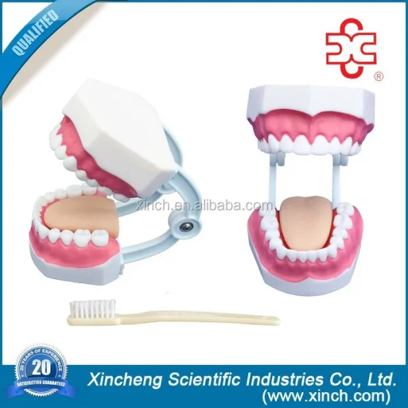 Dental Demonstration Manikin Models PVC Teeth Care Model with Brush Xincheng Brand