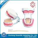 Dental Demonstration Manikin Models PVC Teeth Care Model with Brush Xincheng Brand