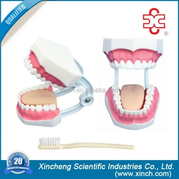 Dental Demonstration Manikin Models PVC Teeth Care Model with Brush Xincheng Brand