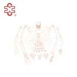 Disarticulated Skeleton with Skull Skeleton Model XC-130