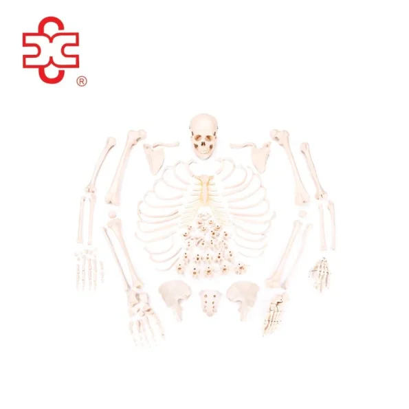 Disarticulated Skeleton with Skull Skeleton Model XC-130