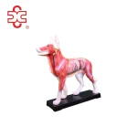 DOG ACUPUNCTURE MODEL