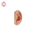 Ear Acupuncture Model
