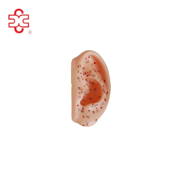 Ear Acupuncture Model