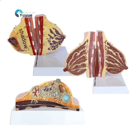 Female Breast Anatomy Model in Resting Phase PVC Material for Gynecological Demonstration Cosmetic Training in Medical Science
