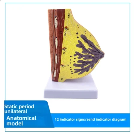 Female Breast Anatomy Model in Resting Phase PVC Material for Gynecological Demonstration Cosmetic Training in Medical Science