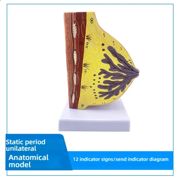 Female Breast Anatomy Model in Resting Phase PVC Material for Gynecological Demonstration Cosmetic Training in Medical Science