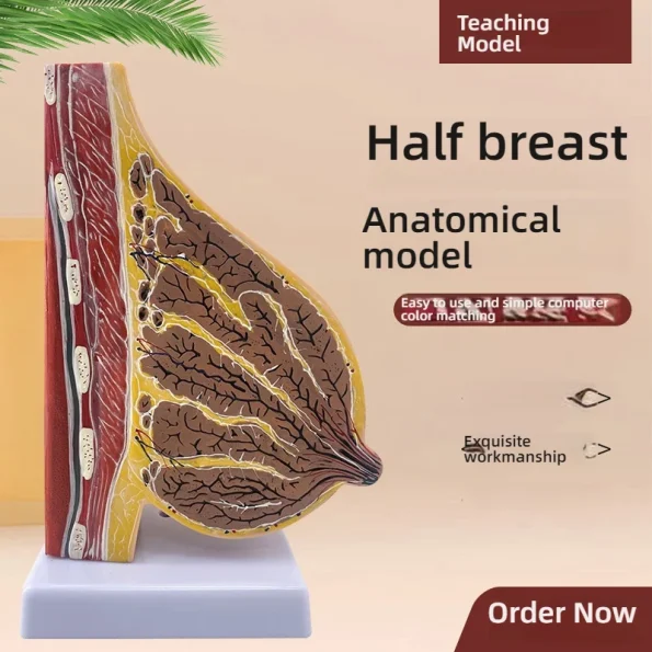 Female Breast Anatomy Model in Resting Phase PVC Material for Gynecological Demonstration Cosmetic Training in Medical Science