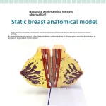 Female Breast Anatomy Model in Resting Phase PVC Material for Gynecological Demonstration Cosmetic Training in Medical Science