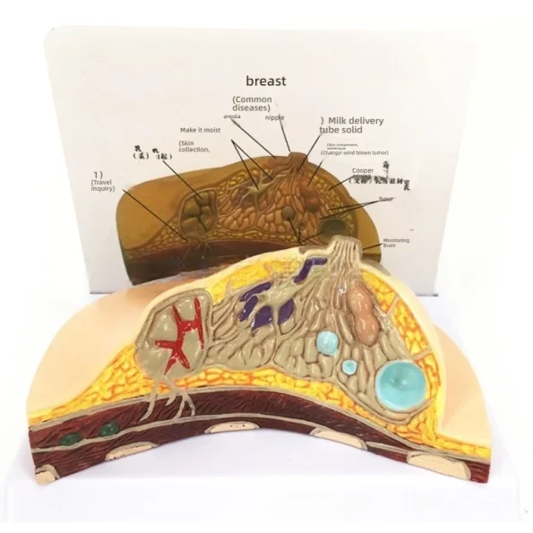Female Breast Anatomy Model in Resting Phase PVC Material for Gynecological Demonstration Cosmetic Training in Medical Science