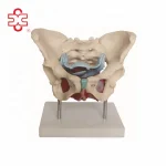 Female Pelvic Skeleton Muscles and Organs PVC Skeleton Model Xincheng XC-125