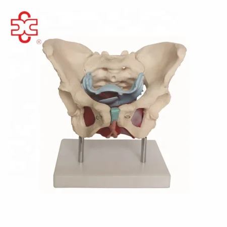Female Pelvic Skeleton Muscles and Organs PVC Skeleton Model Xincheng XC-125