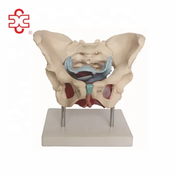 Female Pelvic Skeleton Muscles and Organs PVC Skeleton Model Xincheng XC-125