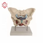 Female Pelvic Skeleton Muscles and Organs PVC Skeleton Model Xincheng XC-125