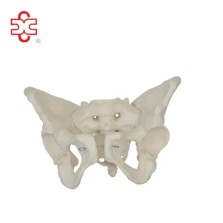 Female Pelvis Anatomic Skeleton Model PVC Material Life Size for Educational and Teaching Aids