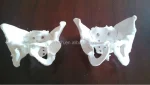 Female Pelvis Anatomic Skeleton Model PVC Material Life Size for Educational and Teaching Aids