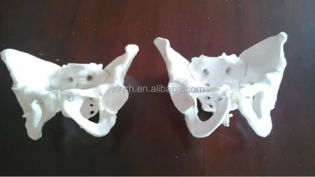 Female Pelvis Anatomic Skeleton Model PVC Material Life Size for Educational and Teaching Aids