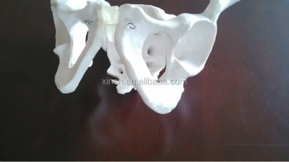 Female Pelvis Anatomic Skeleton Model PVC Material Life Size for Educational and Teaching Aids