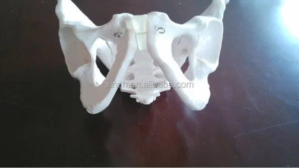 Female Pelvis Anatomic Skeleton Model PVC Material Life Size for Educational and Teaching Aids