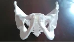 Female Pelvis Anatomic Skeleton Model PVC Material Life Size for Educational and Teaching Aids