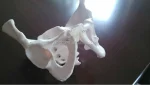Female Pelvis Anatomic Skeleton Model PVC Material Life Size for Educational and Teaching Aids