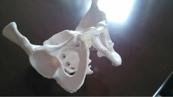 Female Pelvis Anatomic Skeleton Model PVC Material Life Size for Educational and Teaching Aids