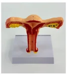 Female Reproductive System Anatomical Model Uterus and Ovary Gynecological Teaching Simulator for Medical Science