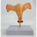 Female Reproductive System Anatomical Model Uterus and Ovary Gynecological Teaching Simulator for Medical Science