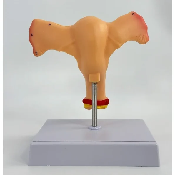 Female Reproductive System Anatomical Model Uterus and Ovary Gynecological Teaching Simulator for Medical Science