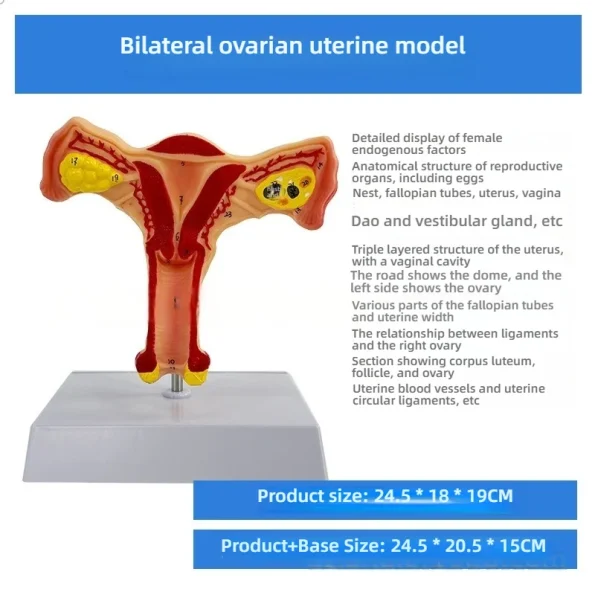 Female Reproductive System Anatomical Model Uterus and Ovary Gynecological Teaching Simulator for Medical Science