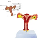 Female Reproductive System Anatomical Model Uterus and Ovary Gynecological Teaching Simulator for Medical Science