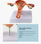 Female Reproductive System Anatomy Teaching Tool Human Uterus Model with Vagina & Ovaries Pathological Simulation Organ Model