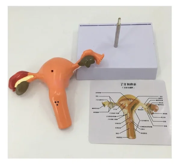Female Reproductive System Anatomy Teaching Tool Human Uterus Model with Vagina & Ovaries Pathological Simulation Organ Model
