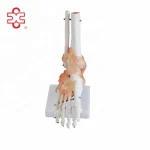 Foot Anatomy Model with Ligaments Life-size PVC Skeleton Model for Medical Science