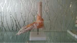 Foot Anatomy Model with Ligaments Life-size PVC Skeleton Model for Medical Science