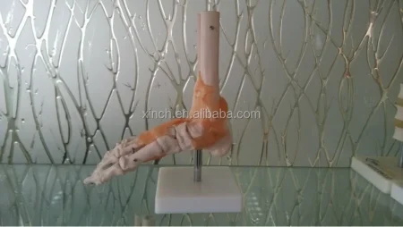 Foot Anatomy Model with Ligaments Life-size PVC Skeleton Model for Medical Science