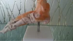 Foot Anatomy Model with Ligaments Life-size PVC Skeleton Model for Medical Science