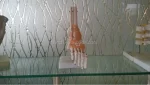 Foot Anatomy Model with Ligaments Life-size PVC Skeleton Model for Medical Science