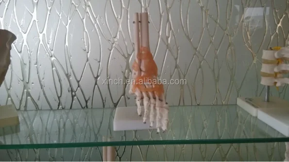 Foot Anatomy Model with Ligaments Life-size PVC Skeleton Model for Medical Science