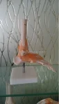 Foot Anatomy Model with Ligaments Life-size PVC Skeleton Model for Medical Science