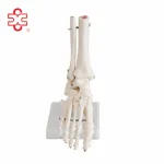 Foot Anatomy Skeleton Model PVC Medical Science