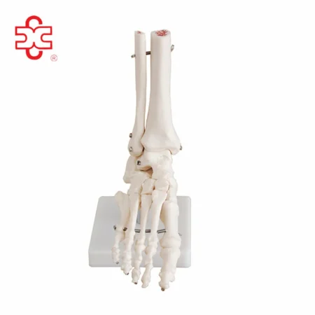 Foot Anatomy Skeleton Model PVC Medical Science