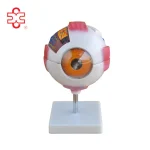 Giant Anatomical Eye Model XC-316A