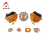 Giant Anatomical Eye Model XC-316A