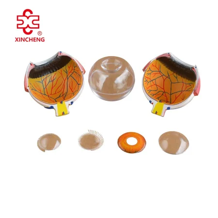 Giant Anatomical Eye Model XC-316A