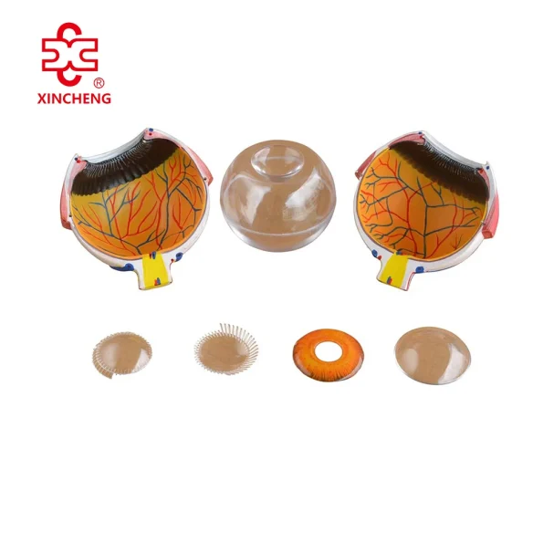 Giant Anatomical Eye Model XC-316A