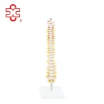 Half-Size Vertebral Column Skeleton Model (42 Cm) Model XC-129