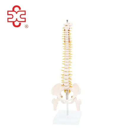 Half-Size Vertebral Column with Pelvis and Femur Heads Skeleton Model XC-132 (45 Cm)