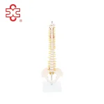 Half-Size Vertebral Column with Pelvis Skeleton Model (42 Cm) Model XC-131